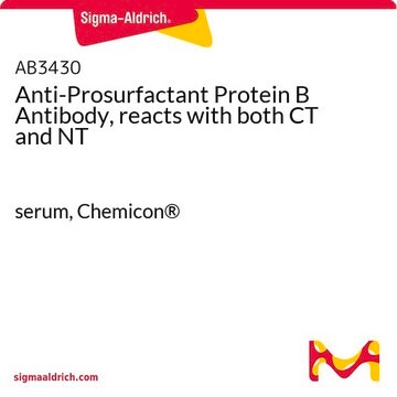 Anti-Prosurfactant Protein&nbsp;B-Antikörper, reagiert mit C-Terminus und N-Terminus serum, Chemicon&#174;