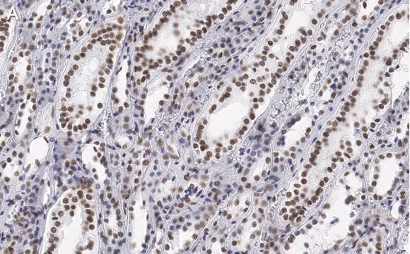 Anti-CDC5L Antibody, clone 4F8 ZooMAb&#174; Rabbit Monoclonal recombinant, expressed in HEK 293 cells