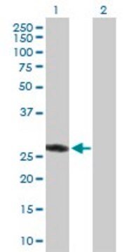 Anti-ASB9 antibody produced in rabbit purified immunoglobulin, buffered aqueous solution