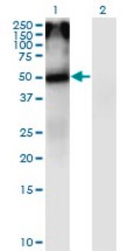 Monoclonal Anti-CHRNA5 antibody produced in mouse clone 7D3, purified immunoglobulin, buffered aqueous solution