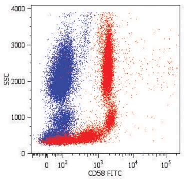 Monoclonal Anti-CD58-FITC antibody produced in mouse clone MEM-63, purified immunoglobulin, buffered aqueous solution