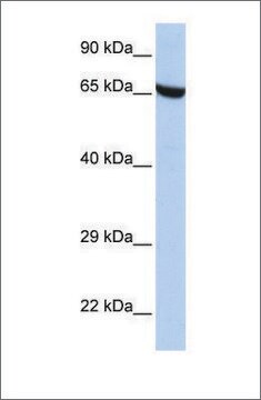 Anti-ZNF528 antibody produced in rabbit affinity isolated antibody