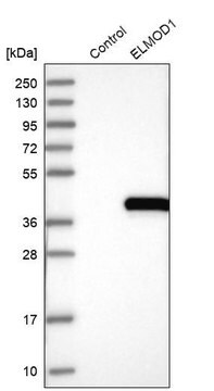 Anti-ELMOD1 antibody produced in rabbit Prestige Antibodies&#174; Powered by Atlas Antibodies, affinity isolated antibody, buffered aqueous glycerol solution