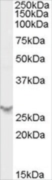 Anti-PSME2 antibody produced in goat affinity isolated antibody, buffered aqueous solution