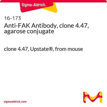 Anti-FAK Antibody, clone 4.47, agarose conjugate clone 4.47, Upstate&#174;, from mouse