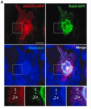 Anticuerpo anti-integrina alfa 5 (sin conservantes), clon SNAKA51 clone SNAKA51, from mouse, purified by using protein G