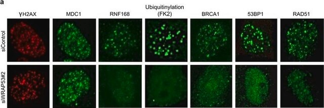 Anticorps anti-RNF168 from rabbit, purified by affinity chromatography