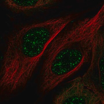 Anti-MAMSTR antibody produced in rabbit Prestige Antibodies&#174; Powered by Atlas Antibodies, affinity isolated antibody