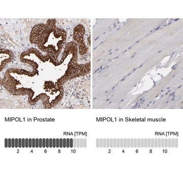 Anti-MIPOL1 antibody produced in rabbit Prestige Antibodies&#174; Powered by Atlas Antibodies, affinity isolated antibody, buffered aqueous glycerol solution