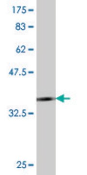 Monoclonal Anti-TLR4 antibody produced in mouse clone 1H7, purified immunoglobulin, buffered aqueous solution