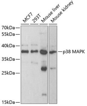 Anti-p38 MAPK antibody produced in rabbit