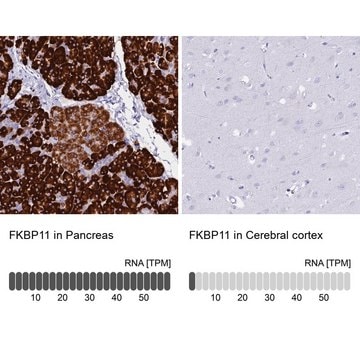 Anti-FKBP11 antibody produced in rabbit Prestige Antibodies&#174; Powered by Atlas Antibodies, affinity isolated antibody, buffered aqueous glycerol solution