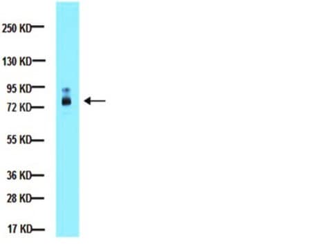 Anti-MMP-2 Antibody, whole molecule Chemicon&#174;, from rabbit