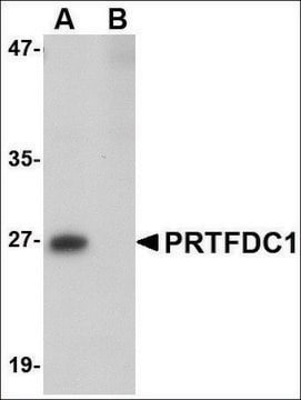 Anti-PRTFDC1 antibody produced in rabbit affinity isolated antibody, buffered aqueous solution