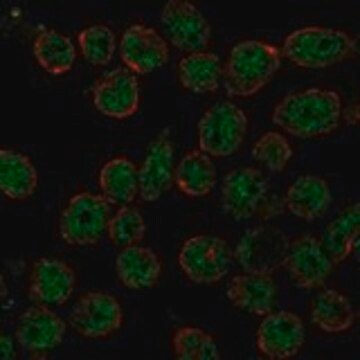 Anti-THAP11 antibody produced in rabbit Prestige Antibodies&#174; Powered by Atlas Antibodies, affinity isolated antibody, buffered aqueous glycerol solution