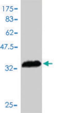 Monoclonal Anti-PI3 antibody produced in mouse clone 3G9, purified immunoglobulin, buffered aqueous solution