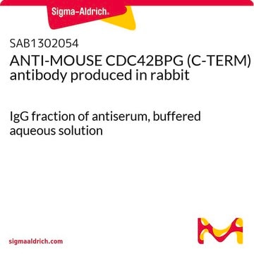 ANTI-MOUSE CDC42BPG (C-TERM) antibody produced in rabbit IgG fraction of antiserum, buffered aqueous solution