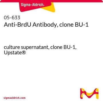 Anti-BrdU-Antikörper, Klon&nbsp;BU-1 culture supernatant, clone BU-1, Upstate&#174;