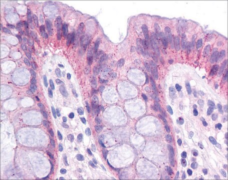 Anti-CEBPA antibody produced in rabbit affinity isolated antibody, lyophilized powder