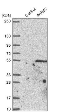 Anti-PARS2 antibody produced in rabbit Prestige Antibodies&#174; Powered by Atlas Antibodies, affinity isolated antibody, buffered aqueous glycerol solution