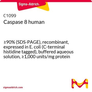 Caspase 8 human &#8805;90% (SDS-PAGE), recombinant, expressed in E. coli (C-terminal histidine tagged), buffered aqueous solution, &#8805;1,000&#160;units/mg protein