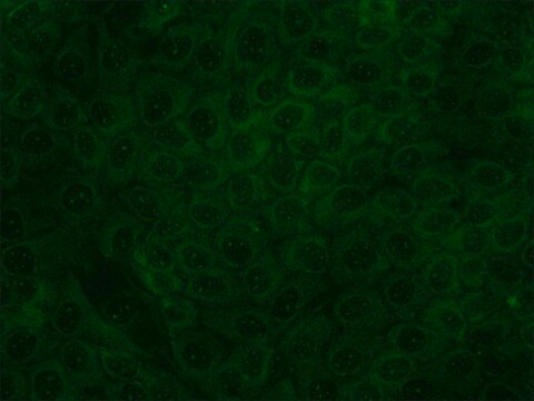 Monoclonal Anti-p120ctn (Catenin-related) antibody produced in mouse clone 6H11, tissue culture supernatant