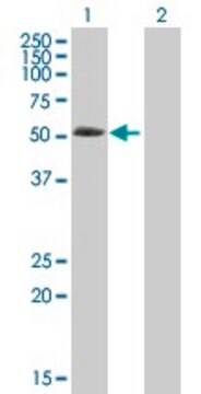 Anti-ABLIM3 antibody produced in mouse purified immunoglobulin, buffered aqueous solution