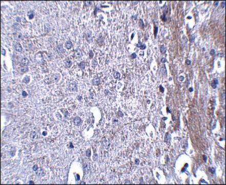 Anti-MATN4 antibody produced in rabbit affinity isolated antibody, buffered aqueous solution