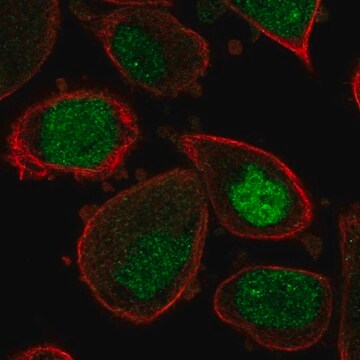 Anti-ASF1A antibody produced in rabbit Prestige Antibodies&#174; Powered by Atlas Antibodies, affinity isolated antibody