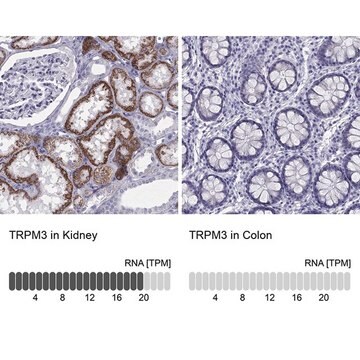 Anti-TRPM3 antibody produced in rabbit Prestige Antibodies&#174; Powered by Atlas Antibodies, affinity isolated antibody, buffered aqueous glycerol solution