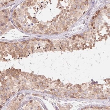 Anti-TBPL2 antibody produced in rabbit Prestige Antibodies&#174; Powered by Atlas Antibodies, affinity isolated antibody, buffered aqueous glycerol solution