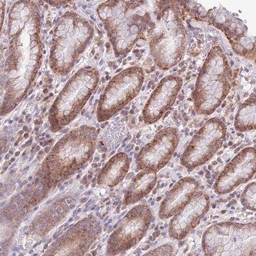 Anti-TMEM121 antibody produced in rabbit Prestige Antibodies&#174; Powered by Atlas Antibodies, affinity isolated antibody, buffered aqueous glycerol solution