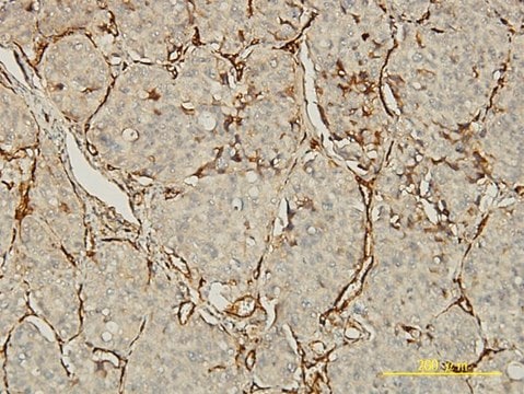 Monoclonal Anti-PECAM1 antibody produced in mouse clone 1D2-1A5, purified immunoglobulin, buffered aqueous solution