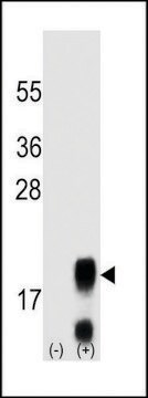 MONOCLONAL ANTI-FSHB/FSH (CENTER) antibody produced in mouse clone 365CT24.1.1, IgG fraction of antiserum, buffered aqueous solution