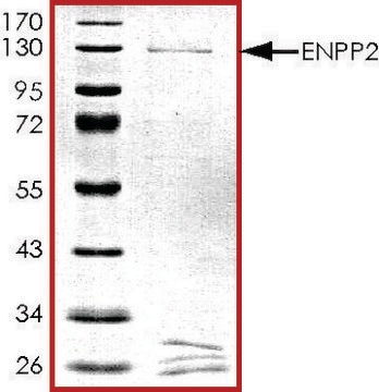 ENPP2, GST tagged human recombinant, expressed in baculovirus infected Sf9 cells, &#8805;70% (SDS-PAGE), buffered aqueous glycerol solution