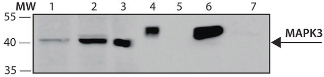 Anti-MAPK3 antibody, Mouse monoclonal clone mapk3-4, purified from hybridoma cell culture