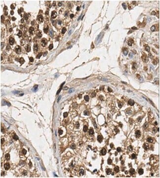 Anti-FOXM1-Antikörper from rabbit, purified by affinity chromatography