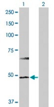 Anti-HDAC3 antibody produced in rabbit purified immunoglobulin, buffered aqueous solution