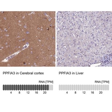 Anti-PPFIA3 antibody produced in rabbit Prestige Antibodies&#174; Powered by Atlas Antibodies, affinity isolated antibody, buffered aqueous glycerol solution