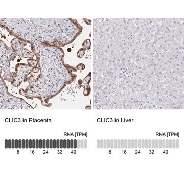 Anti-CLIC3 antibody produced in rabbit Prestige Antibodies&#174; Powered by Atlas Antibodies, affinity isolated antibody, buffered aqueous glycerol solution