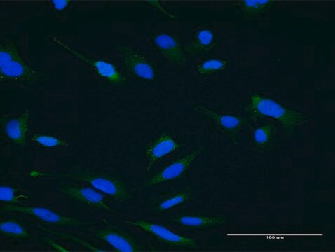 Monoclonal Anti-USP47 antibody produced in mouse clone 1E6, purified immunoglobulin, buffered aqueous solution