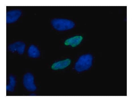 单克隆抗 HA 标签 小鼠抗 clone GT423, affinity isolated antibody