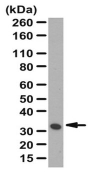 抗水通道蛋白-4抗体 from rabbit, purified by affinity chromatography