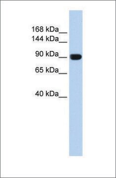 Anti-TMEM16A antibody produced in rabbit affinity isolated antibody