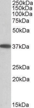 Anti-MOGAT2 antibody produced in goat affinity isolated antibody, buffered aqueous solution