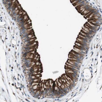 Anti-CDH26 antibody produced in rabbit Prestige Antibodies&#174; Powered by Atlas Antibodies, affinity isolated antibody, buffered aqueous glycerol solution