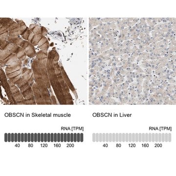 Anti-OBSCN antibody produced in rabbit Prestige Antibodies&#174; Powered by Atlas Antibodies, affinity isolated antibody, buffered aqueous glycerol solution, Ab2