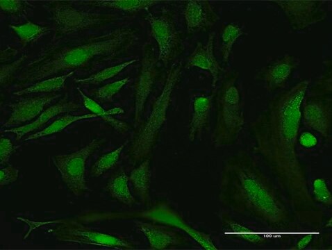 Anti-RBMY1A1 antibody produced in mouse purified immunoglobulin, buffered aqueous solution