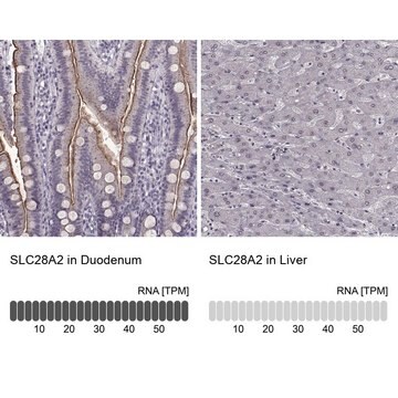 Anti-SLC28A2 antibody produced in rabbit Prestige Antibodies&#174; Powered by Atlas Antibodies, affinity isolated antibody, buffered aqueous glycerol solution