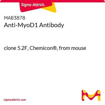 Anticuerpo anti-MyoD1 clone 5.2F, Chemicon&#174;, from mouse